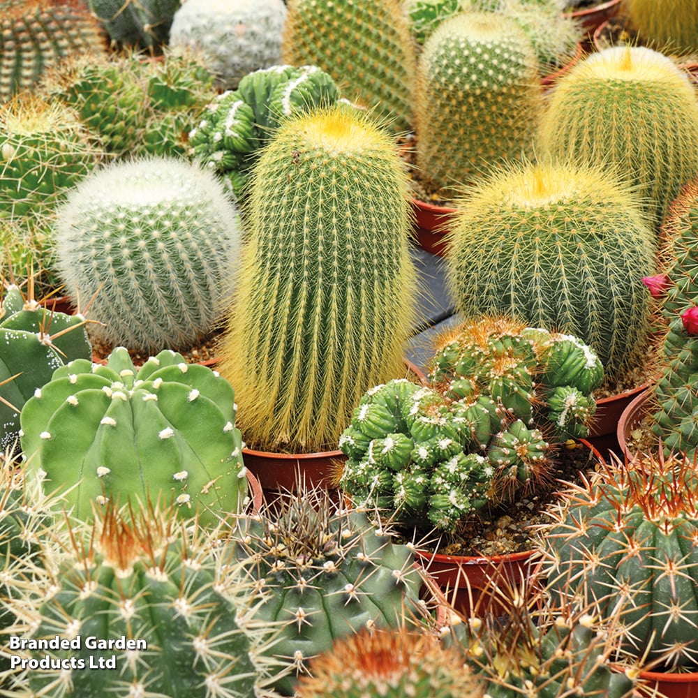 Cacti